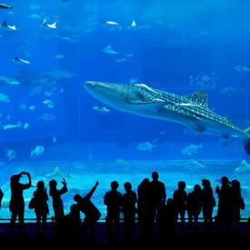 美ら海とくとく5パス 美ら海水族館＋4施設割引チケット！水族館＋おきなわワールドなど人気13施設から選ぶ入場券セット＜5...