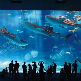 美ら海とくとく5パス 美ら海水族館＋4施設割引チケット！水族館＋おきなわワールドなど人気13施設から選ぶ入場券セット＜5...