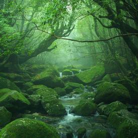 縄文杉と白谷雲水峡 苔むす森 太鼓岩 2日間トレッキングツアー 登山装備レンタル付きプランありby 屋久島道の駅観