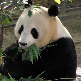 サンディエゴ動物園観光ツアー 世界トップクラスの動物園へ Liigo