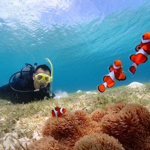 沖縄 宮古島 クマノミ サンゴウォッチング ビーチシュノーケルコース Liigo