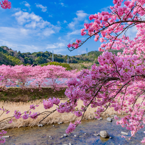 21桜の季節 伊豆半島日帰りツアー 伊豆フルーツパーク いちご狩り 河津桜 さくらの里 浄蓮の滝 新宿出発 L