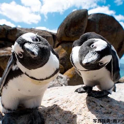 プライベートツアー 大自然と動物に触れる旅 ケープ半島1日観光 終日 専用車 英語ガイド 昼食付 ケープタウン発