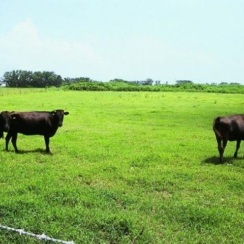 黒島観光 往復フェリー レンタサイクル 人より牛との遭遇率が高いのどかな島で過ごす気ままな休日 市街地ホテルから送迎