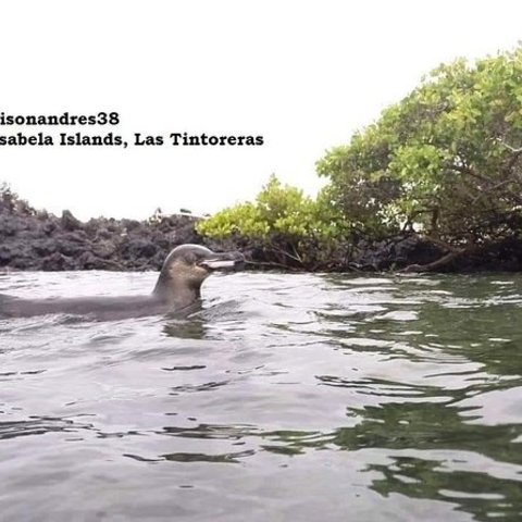 イザベラ島でのカヤック Liigo